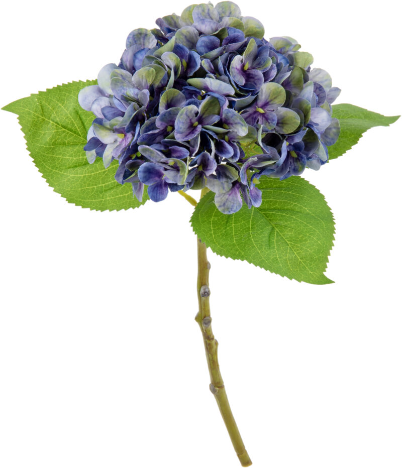 504215 Eleganza Small Head Hydrangea Purple Green