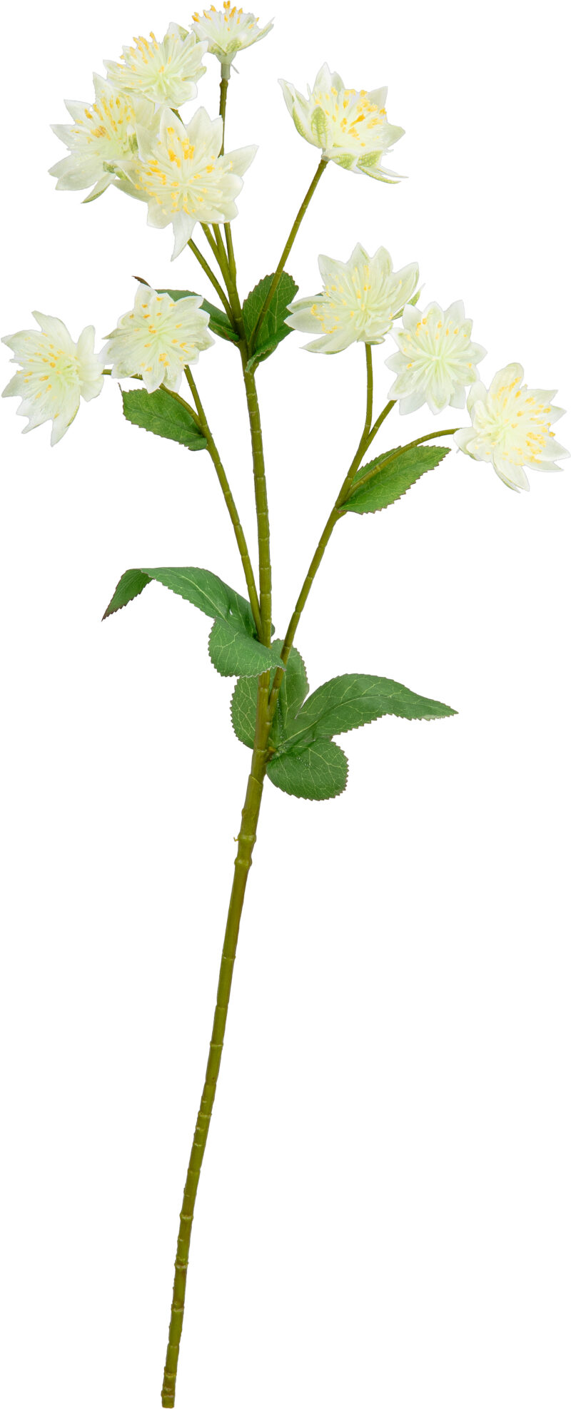 506332 Eleganza Astrantia Spray 61cm Cream2