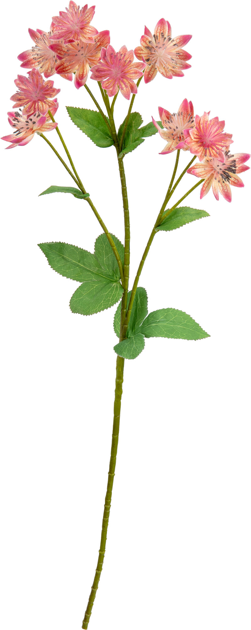 506349 Eleganza Astrantia Spray 61cm Pink2