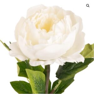 Aurora peony white