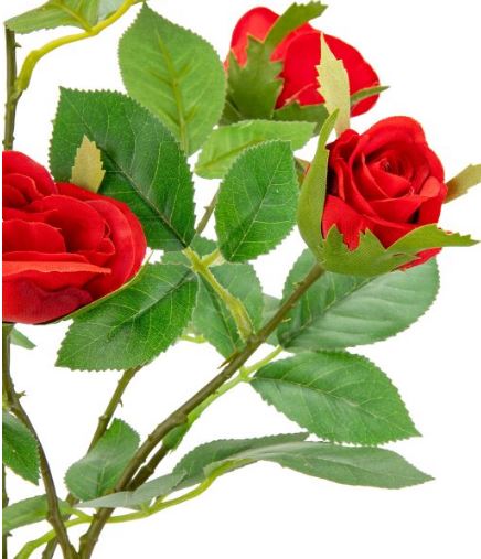 Dark red spray rose