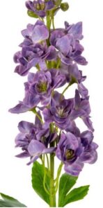 Delphinium Violet