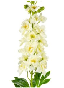 Delphinium ivory