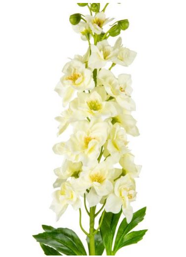 Delphinium
