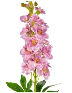 Delphinium light pink
