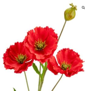 Red poppy