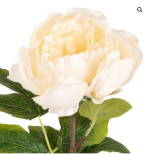 aurora peony ivory