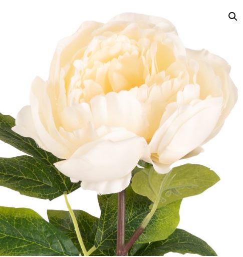aurora peony ivory