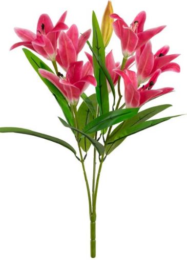 lily pink